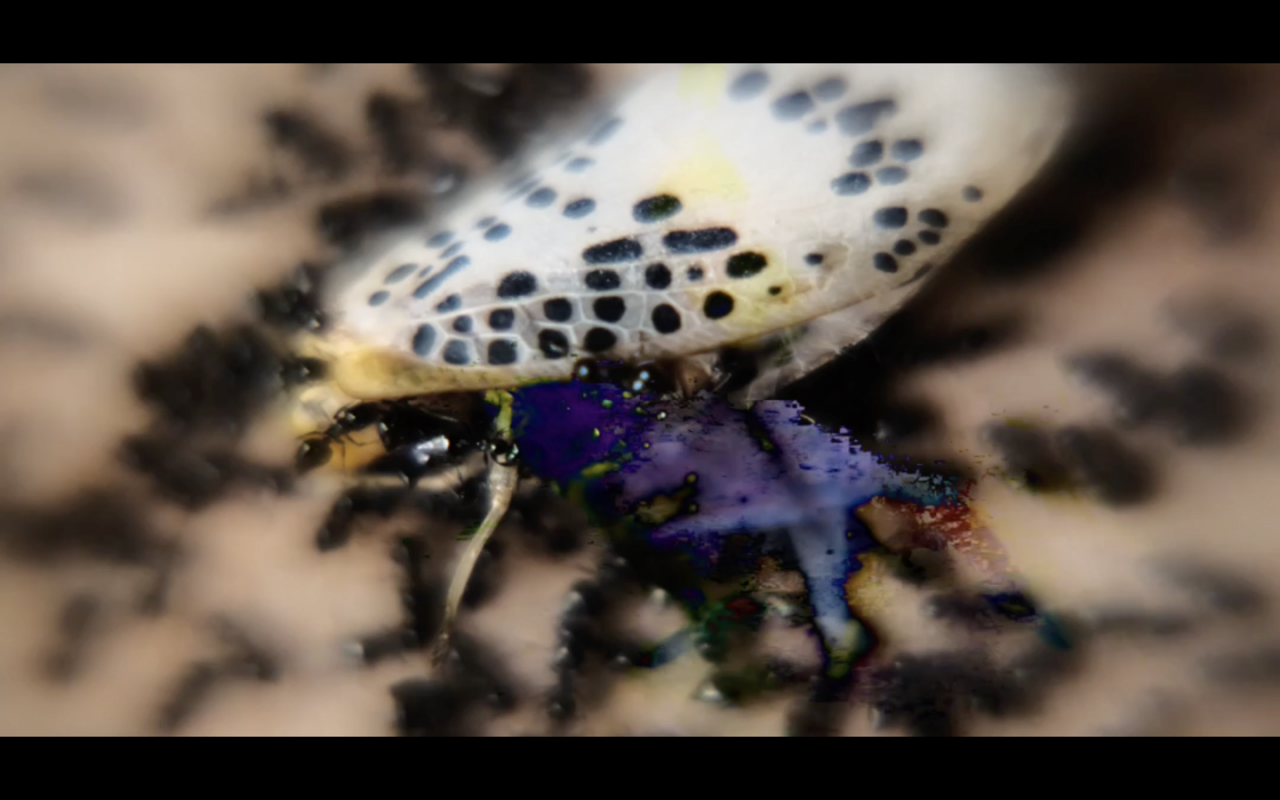 Crypto-pharmakopoeia by Antoine Renard