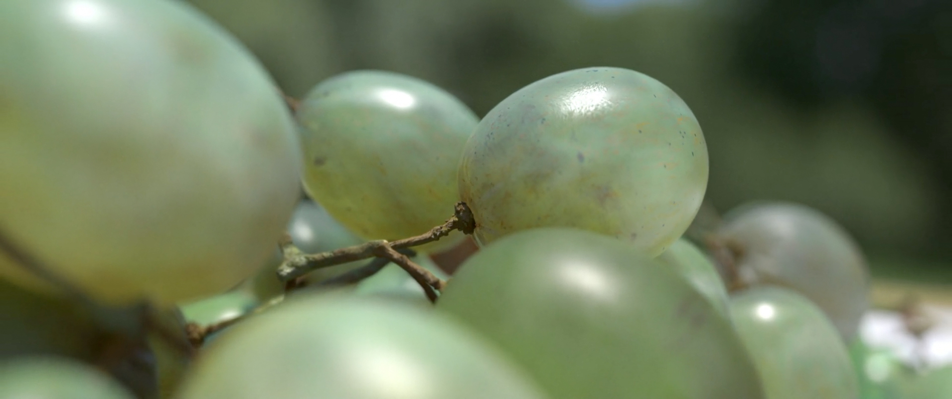 Pirovano by Olivier Jonvaux