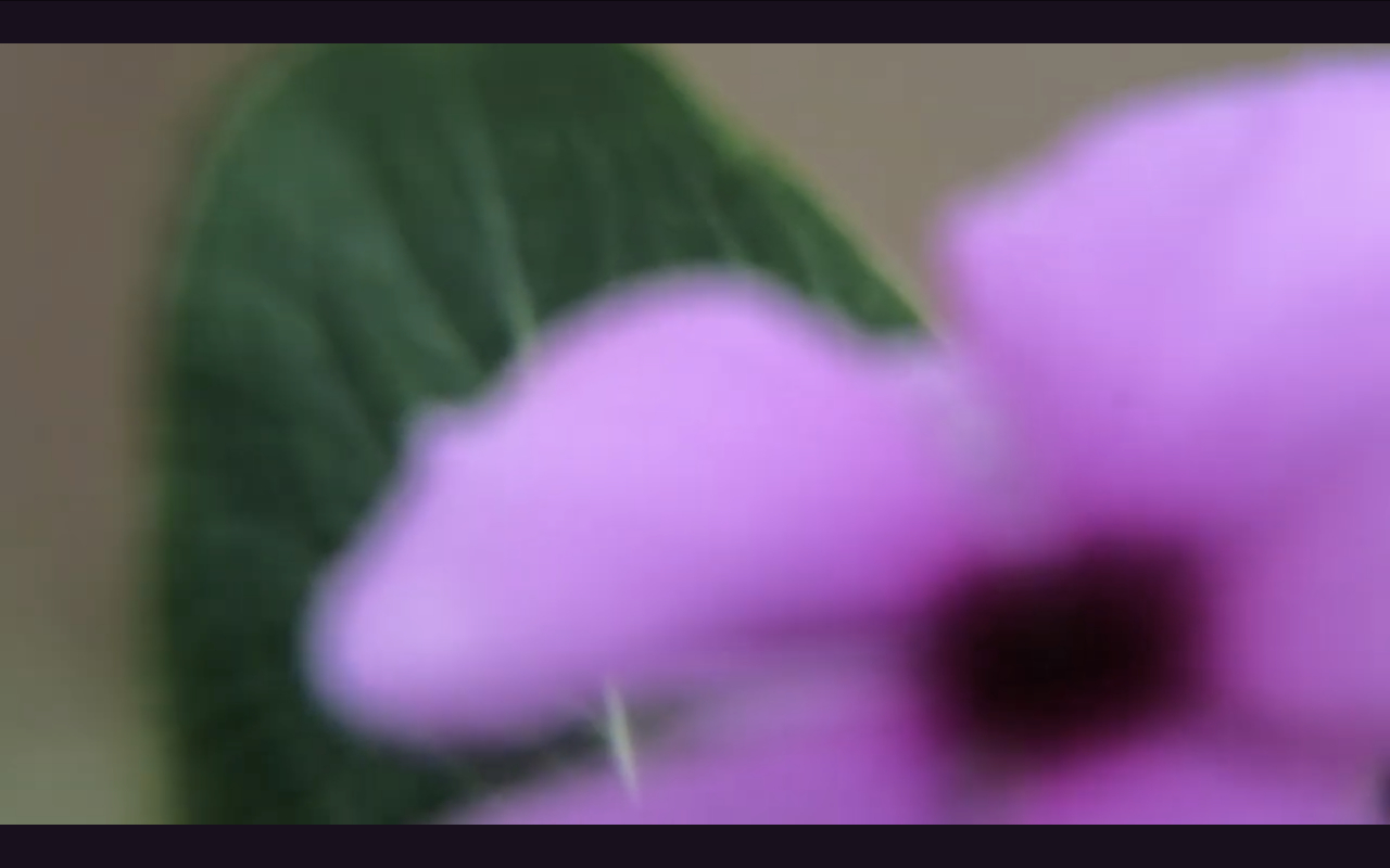 Catharenthus roseus 2020 by Antoine Renard