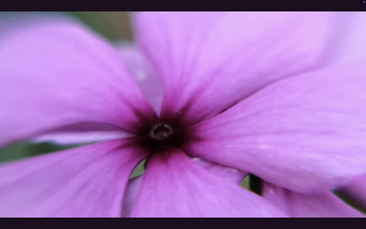 Catharenthus roseus 2020 by Antoine Renard